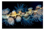 Tablou Canvas, "Dansul exotic al coralilor subacvatici", Flori, Coral, Tentacule, Albastru, Marin, Complexitate, Frumusețe, Natură, Biodiversitate, Oc