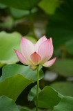 Tablou Canvas Floare Lotus Roz Natură Delicată Grațioasă, 26 x 39 cm, CMCLASS