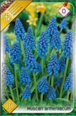 Muscari armeniacum foto