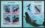 COASTA DE FILDES 2014 FAUNA MARINA BALENE