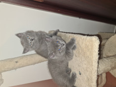 British shorthair foto