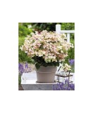Hortensie, Hydrangea panic. POLESTAR Breg14 PBR C2, Oem