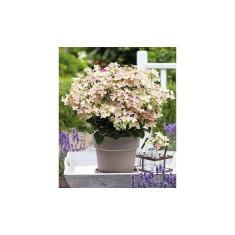 Hortensie, Hydrangea panic. POLESTAR Breg14 PBR C2