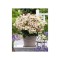 Hortensie, Hydrangea panic. POLESTAR Breg14 PBR C2