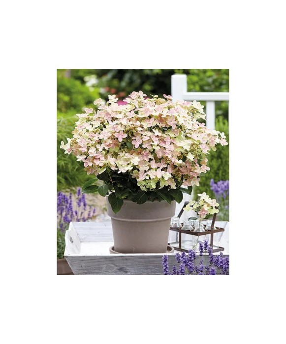 Hortensie, Hydrangea panic. POLESTAR Breg14 PBR C2