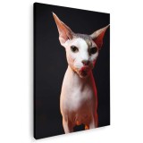 Tablou pisica Sfinx cu limba scoasa Tablou canvas pe panza CU RAMA 50x70 cm