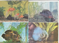 bnk cp Fauna marina - Pesti - lot 20 carti postale necirculate *