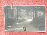 Carte postala, Slanic Moldova, Padurea Trei Fagi, perioada interbelica
