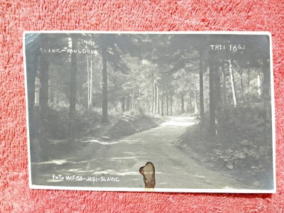 Carte postala, Slanic Moldova, Padurea Trei Fagi, perioada interbelica foto