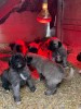 V&acirc;nd căței Kangal, Royal Canin