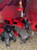 V&acirc;nd căței Kangal, Royal Canin