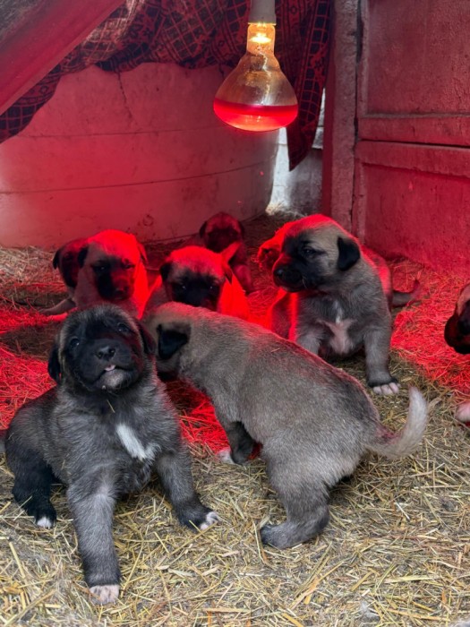 V&acirc;nd căței Kangal