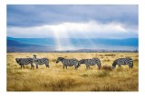 Tablou Canvas, "Zebre sub razele soarelui africane", Zebre, C&acirc;mpie, Nori, Lumină, Peisaj, Natură, Serenitate, Dungi, Cer, Sălbăticie, 39 x 26 cm, CMCL
