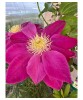 Clematis Raspberry Cream P9, Ghiveci 9cm, Floare Roz, Planta Cataratoare, Gradina, Perioada de Inflorire V-VI