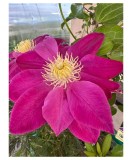 Planta Clematis Raspberry Cream P9, ghiveci 9cm, Oem