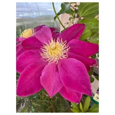 Planta Clematis Raspberry Cream P9, ghiveci 9cm
