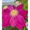 Planta Clematis Raspberry Cream P9, ghiveci 9cm