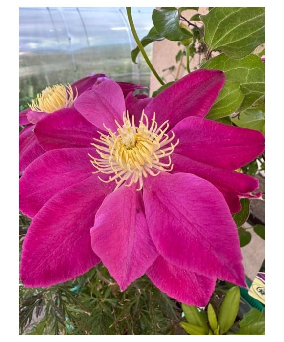 Planta Clematis Raspberry Cream P9, ghiveci 9cm