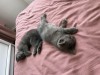 Pisoi British Shorthair