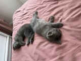 Pisoi British Shorthair