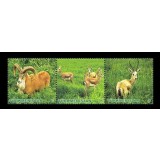 TURKMENISTAN 2009 FAUNA GAZELE SI OI SALBATICE