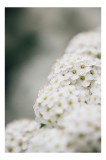 Tablou Canvas, "Splendoarea florilor albe de primăvară", Flori, Albe, Delicate, Naturale, Pure, Fragede, Minunate, Aromate, 26 x 39 cm, CMCLASS