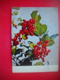 HOPCT 25111 COACAZ ROSU -RIBES RUBRUM -FRUCTE DE PADURE -FELICITARE ANIVERSARA -CP VECHE -IP--INTREG POSTAL - ROMANIA - CIRCULATA