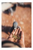 Tablou Canvas, "Porumbel hrănit din palmă zboară liber", Dove, Palms, Feeding, Gentle, Close-up, Interaction, Nature, Moment, 26 x 39 cm, CMCLASS