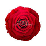 Trandafiri Criogenati BELLA RED-02 (&Oslash;7,5-8cm, set 4 buc /cutie)