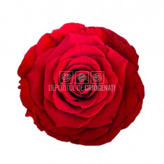 Trandafiri Criogenati BELLA RED-02 (Ø7,5-8cm, set 4 buc /cutie)