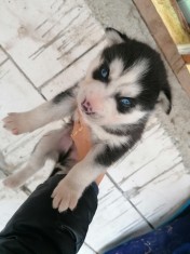 Pui Husky Siberian foto