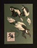 Ilustrată Maximă Cartofilie DDR 1986 Aniversare 125 Ani Grădina Zoologică Dresden Maimuțe Guereza Ștampilă Specială - A992