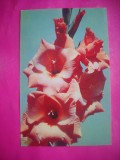 HOPCT 11438 GLADIOLE - RUSIA -CP FELICITARE FLORI- -NECIRCULATA