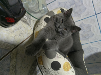 British shorthair foto