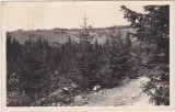 Hargitaf&uuml;rdő Harghita-Băi &ndash; Bagolykő 1701 m, carte poștală fotografică, circulată 1943