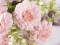 Set 3 buchete artificiale Peonia 30 cm - 2