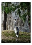 Tablou Canvas, "Egreta elegantă pe st&acirc;nci verzi", Pasare, Heron, Lemn, Muschi, Verde, Trunchiuri, Copaci, Natura, Aripi, Pene, 26 x 39 cm, CMCLASS