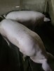 Porc de vanzare