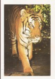 RF188 - Carte Postala - Gradina Zoologica Bucuresti. Tigru, necirculata