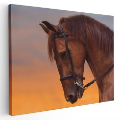 Tablou cal maro roscat la apus Tablou canvas pe panza CU RAMA 20x30 cm