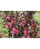 Planta Weigela florida WINE &amp; ROSES Alexandra PBR C2, ghiveci 2l, Oem