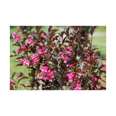 Planta Weigela florida WINE &amp; ROSES Alexandra PBR C2, ghiveci 2l