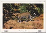 bnk cp Italia - fauna africana - Leopard - necirculata