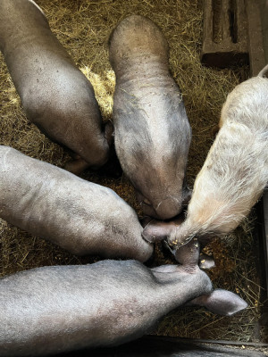 Vand porci rase comune, de carne, sacrificiu, urgent foto