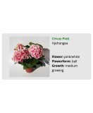 Blo.Hortensia Circus Pink 28, Oem