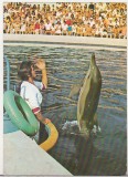 Bnk cp Constanta - Delfinariu - Aspect din spectacol - necirculata, Printata