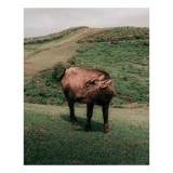 Tablou Canvas, "Bivol singuratic pe deal verde", Iată c&acirc;teva cuvinte care descriu tabloul: Bivol, Coline, Verdeață, Cer, Natură, Peisaj, Liniște., 26