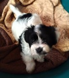 Bichon havanez 4 baietei