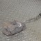 Etrier de fr&acirc;nă dreapta față AUDI A4 8K2, B8 2015 OEM: Sedan | 13486831