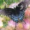 Promises on Velvet Wings: Poems of Faith, Family, Friends, and Fun